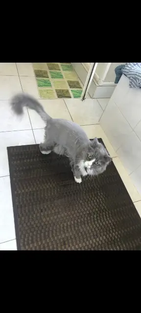 chatte reunited   10410 Saint-Parres-aux-Tertres Minette