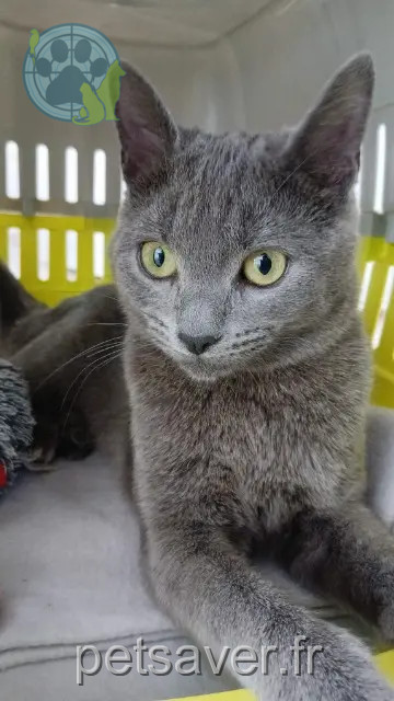 chatte reunited 10000 Troyes Nya