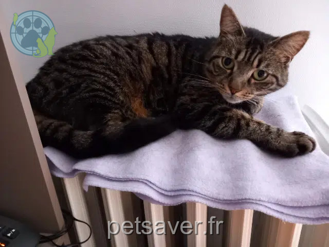 chatte reunited   10420 Les Noës-près-Troyes Omale