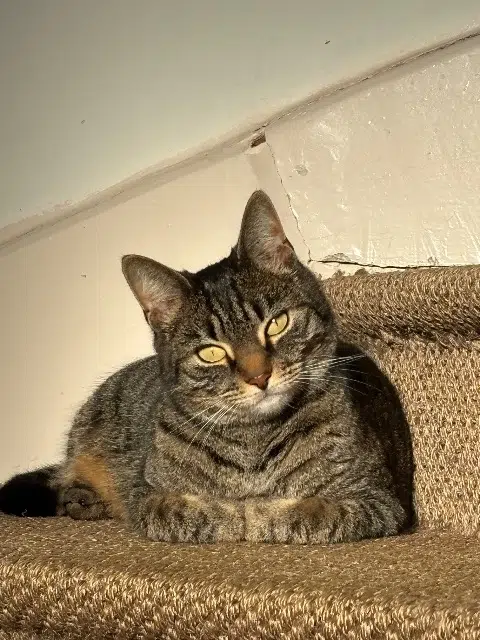 chatte reunited   10120 Saint-André-les-Vergers Paprika