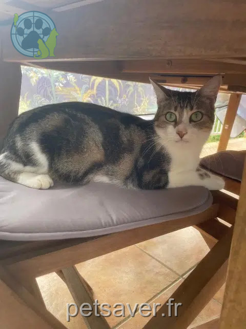 chatte reunited 10500 Dienville Plume