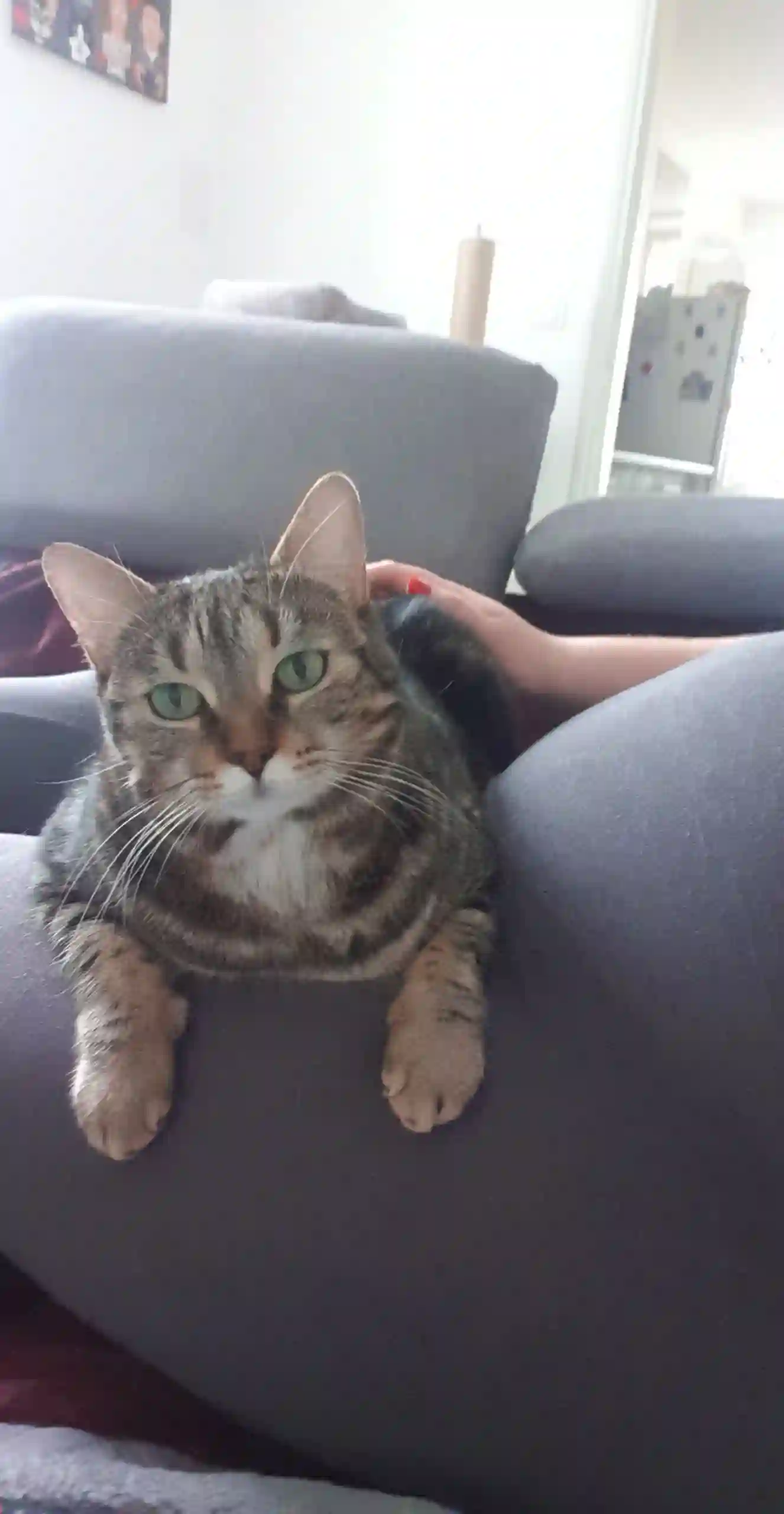 Chatte Trouvée 10 Aube - Razzia Chatte Trouvée 10 Aube - Razzia