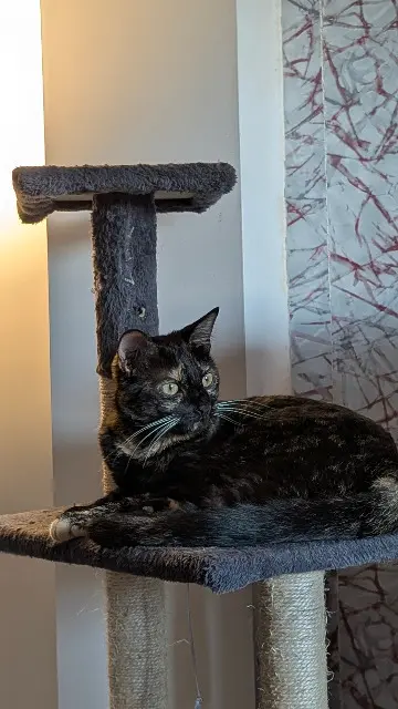 chatte reunited   10440 La Rivière-de-Corps Volute