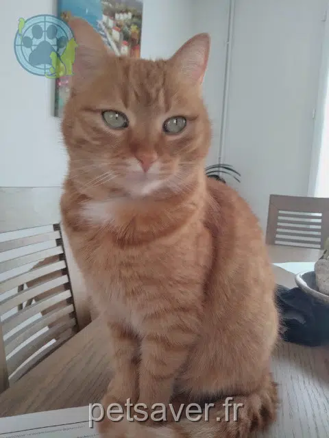 chatte reunited 10600 Barberey-Saint-Sulpice Zora