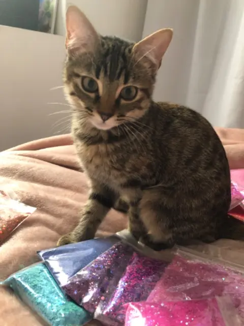 chatte reunited   11000 Carcassonne Aïsha