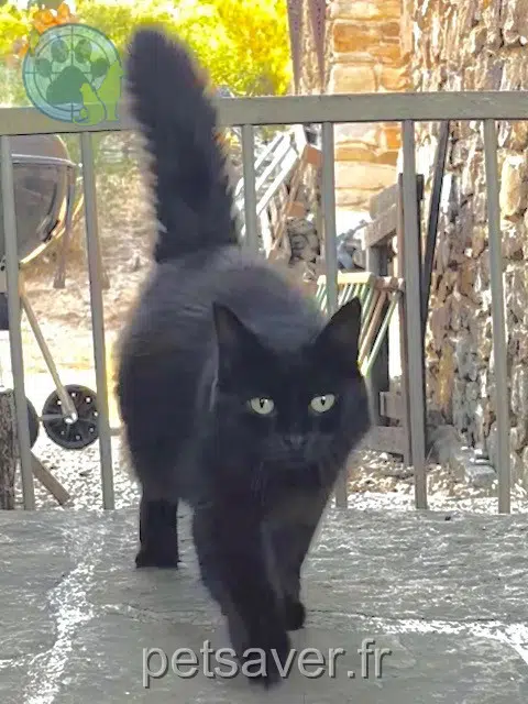 chatte reunited 11200 Montséret Bagheera
