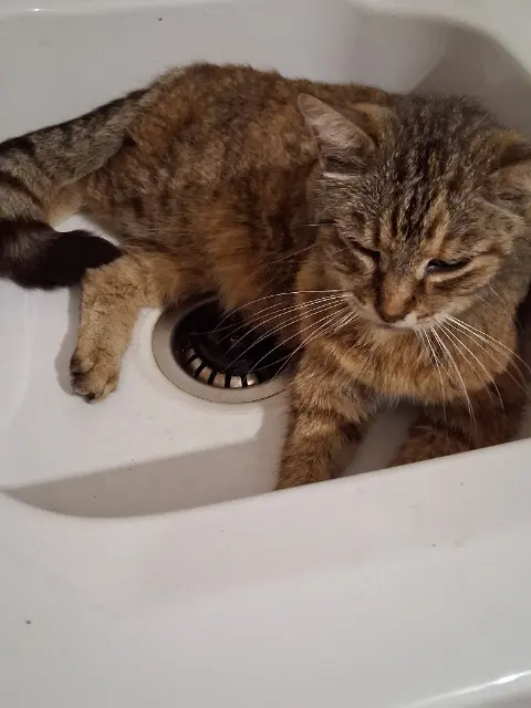 chatte reunited   11100 Narbonne Mia