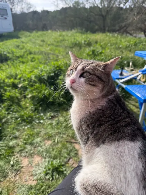 chatte reunited   11350 Duilhac-sous-Peyrepertuse Moulette