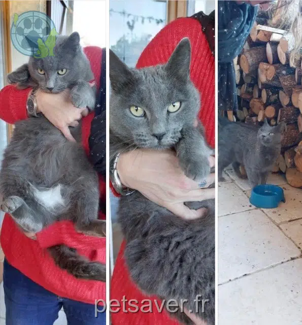 chatte reunited 11200 Ornaisons Moumoune