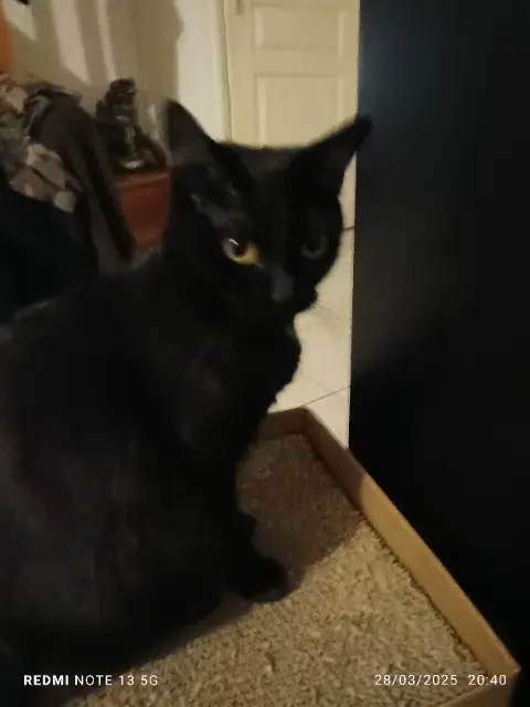 chatte reunited   11000 Carcassonne Nox