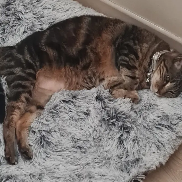 chatte reunited   11200 Lézignan-Corbières Rosabelle