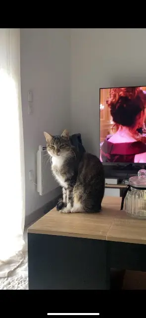 chatte reunited   11200 Lézignan-Corbières Roxie