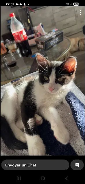 chatte retrouvée 11590 Sallèles-d'Aude Ula chatte reunited 11590 Sallèles-d'Aude Ula