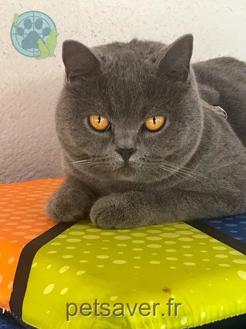 chatte reunited 11370 Leucate Venus