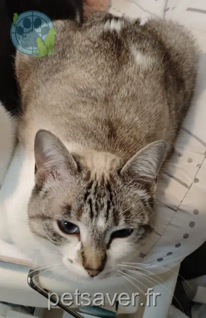 gatta reunited 11160 Rieux-Minervois Xéna
