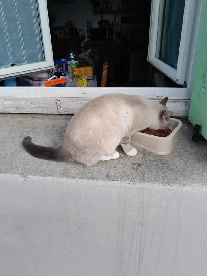 Chatte Perdue 11 Aude - Zelda Chatte Perdue 11 Aude - Zelda