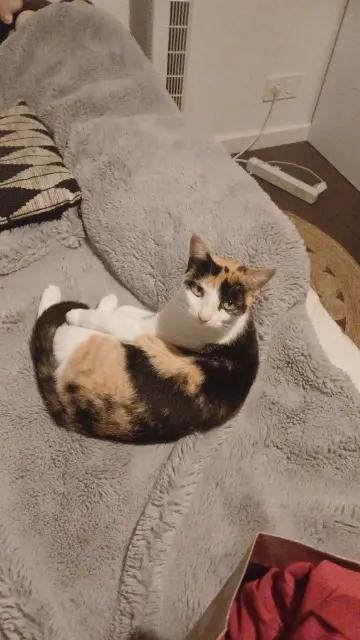 chatte reunited   12390 Anglars-Saint-Félix Savanne