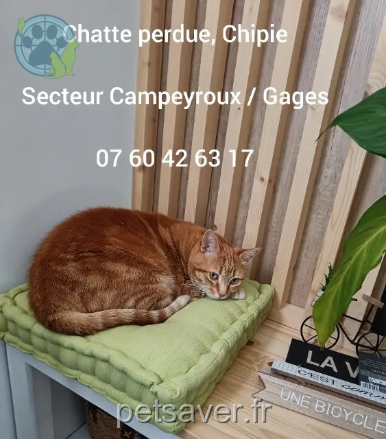 chatte reunited   12740 La Loubière Chipie