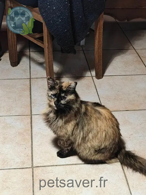 chatte reunited 12600 Thérondels Gypsy