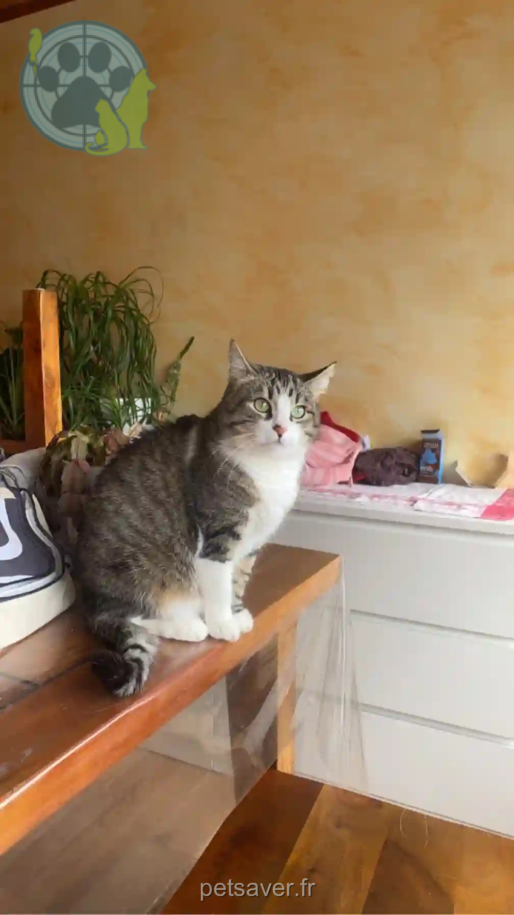 Chatte Trouvée 12 Aveyron - Lylou Chatte Trouvée 12 Aveyron - Lylou