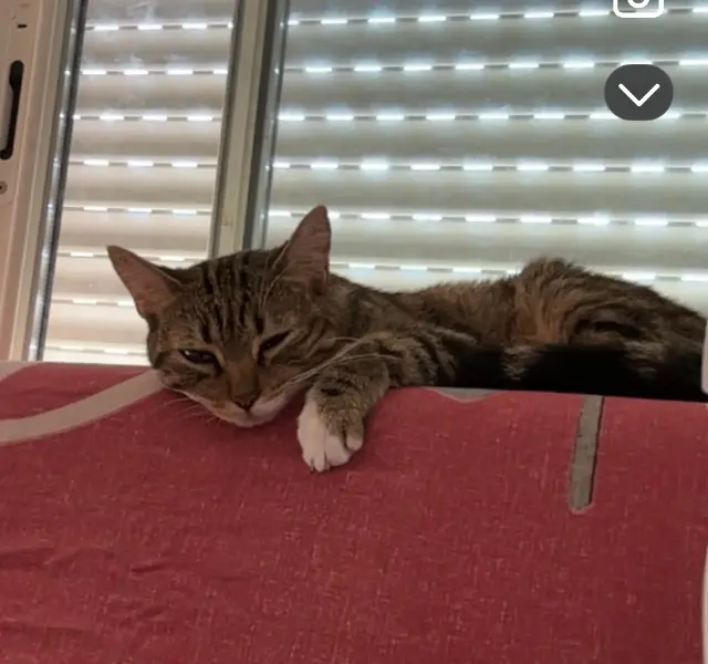 chatte reunited   12000 Rodez Nala