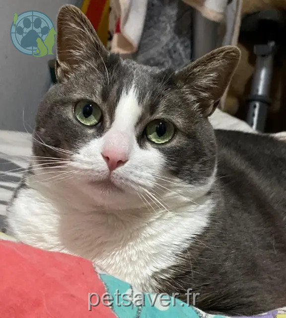 chatte reunited   12110 Cransac-les-Thermes Opium