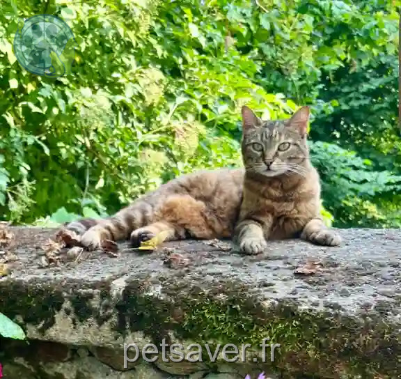 Chatte Trouvée 12 Aveyron - Syrra Chatte Trouvée 12 Aveyron - Syrra
