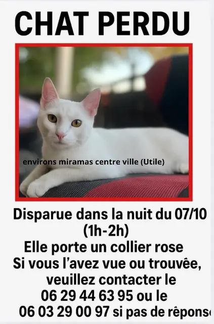 chatte reunited   13140 Miramas Ainaa