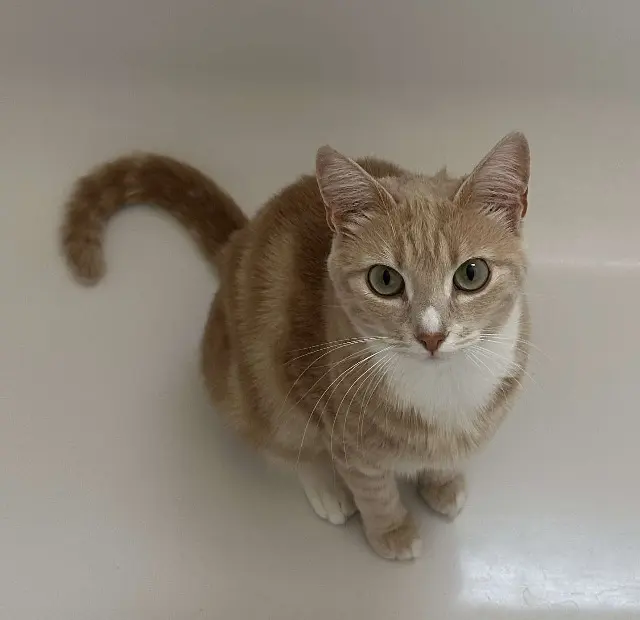 chatte reunited    Aix-en-Provence Kira