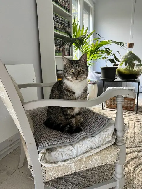 chatte reunited    Aix-en-Provence Lyla