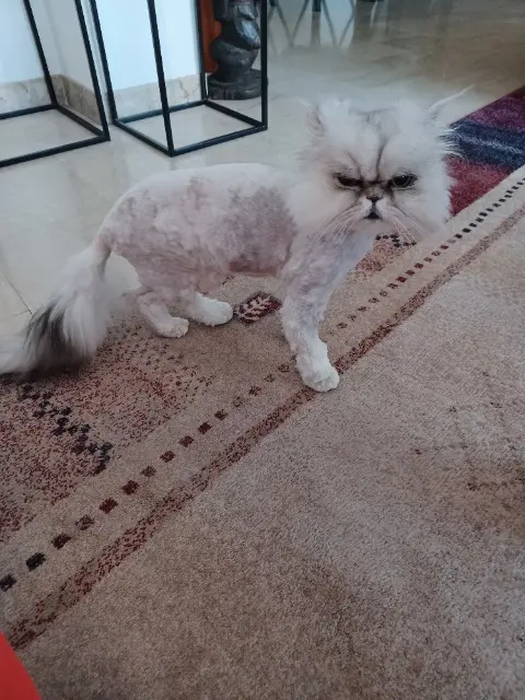 chatte reunited    Aix-en-Provence NOVA