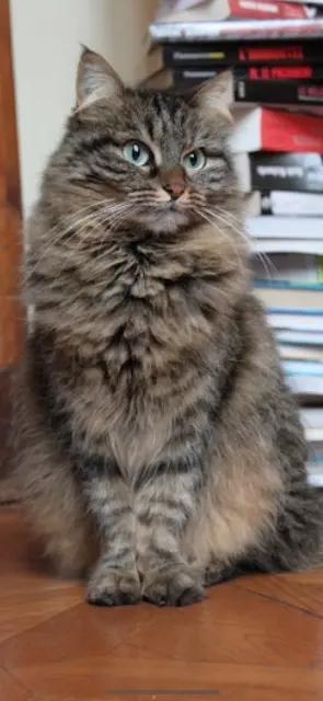 chatte reunited    Aix-en-Provence Mimine