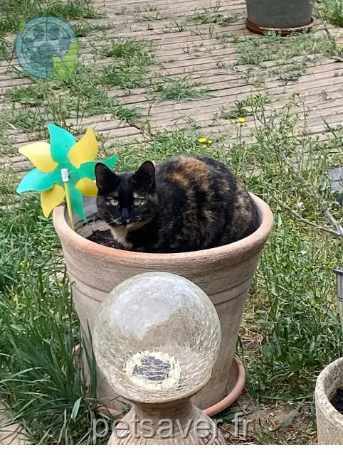 chatte reunited    Aix-en-Provence MIQUETTE