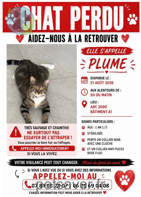 chatte reunited Aix-en-Provence Plume