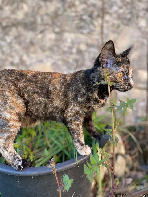 chatte reunited   13410 Lambesc Bella