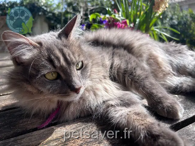 chatte reunited   13770 Venelles Cocominou