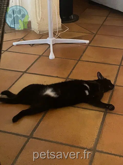 chatte reunited   13190 Allauch Guila