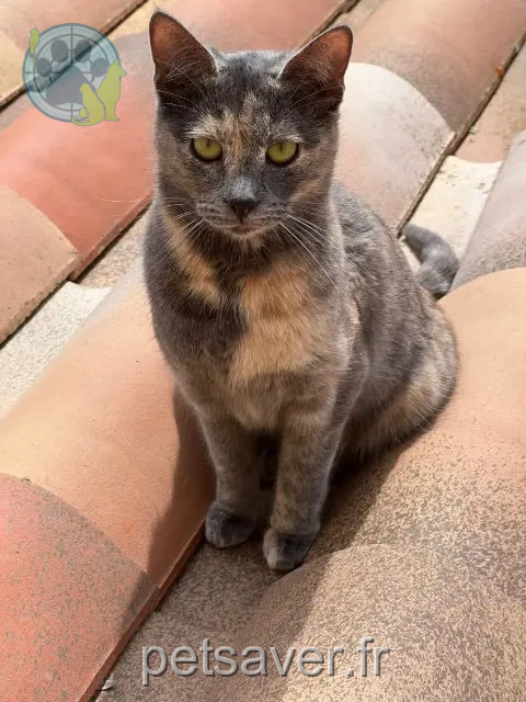 chatte reunited   13390 Auriol Kenaï