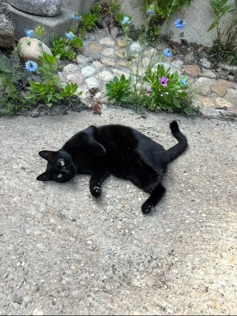 chatte reunited   13250 Saint-Chamas Kiki