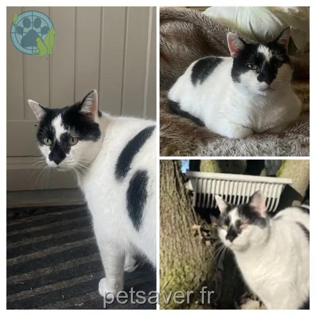chatte reunited 13210 Saint-Rémy-de-Provence Lardon