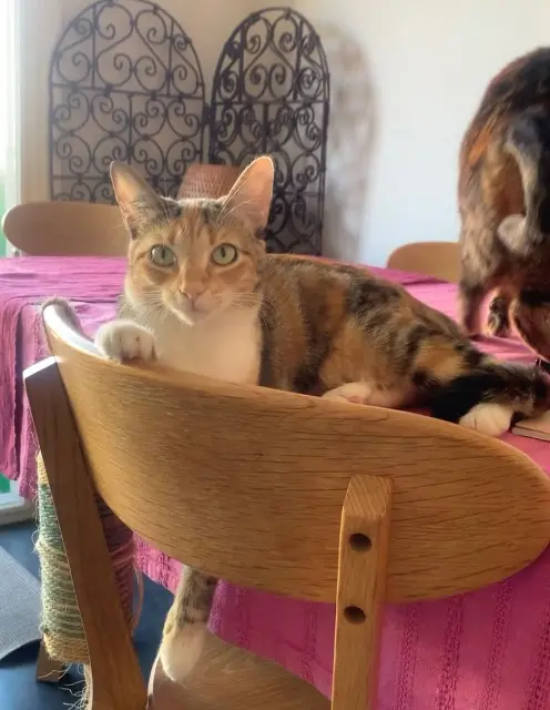 chatte reunited    Marseille Babychou