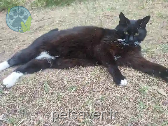 Chatte Trouvée 13 Bouches-du-Rhône Marseille - Bakara Chatte Trouvée 13 Bouches-du-Rhône Marseille - Bakara