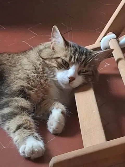 chatte reunited    Marseille Bedgek