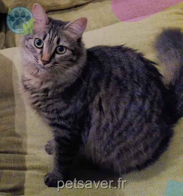 chatte reunited Marseille Bichette