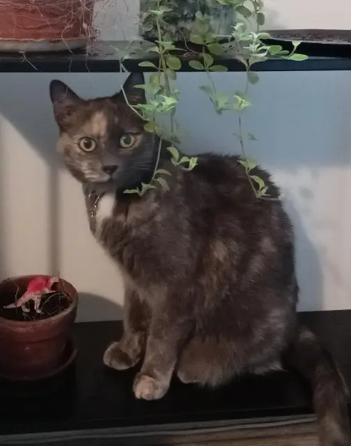 chatte reunited    Marseille Bonnie