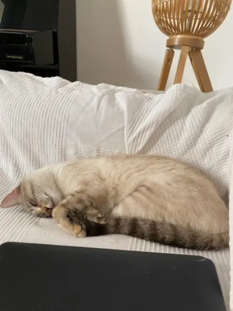 chatte reunited    Marseille Bulle