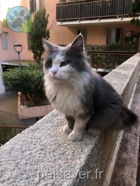 chatte reunited    Marseille Caline