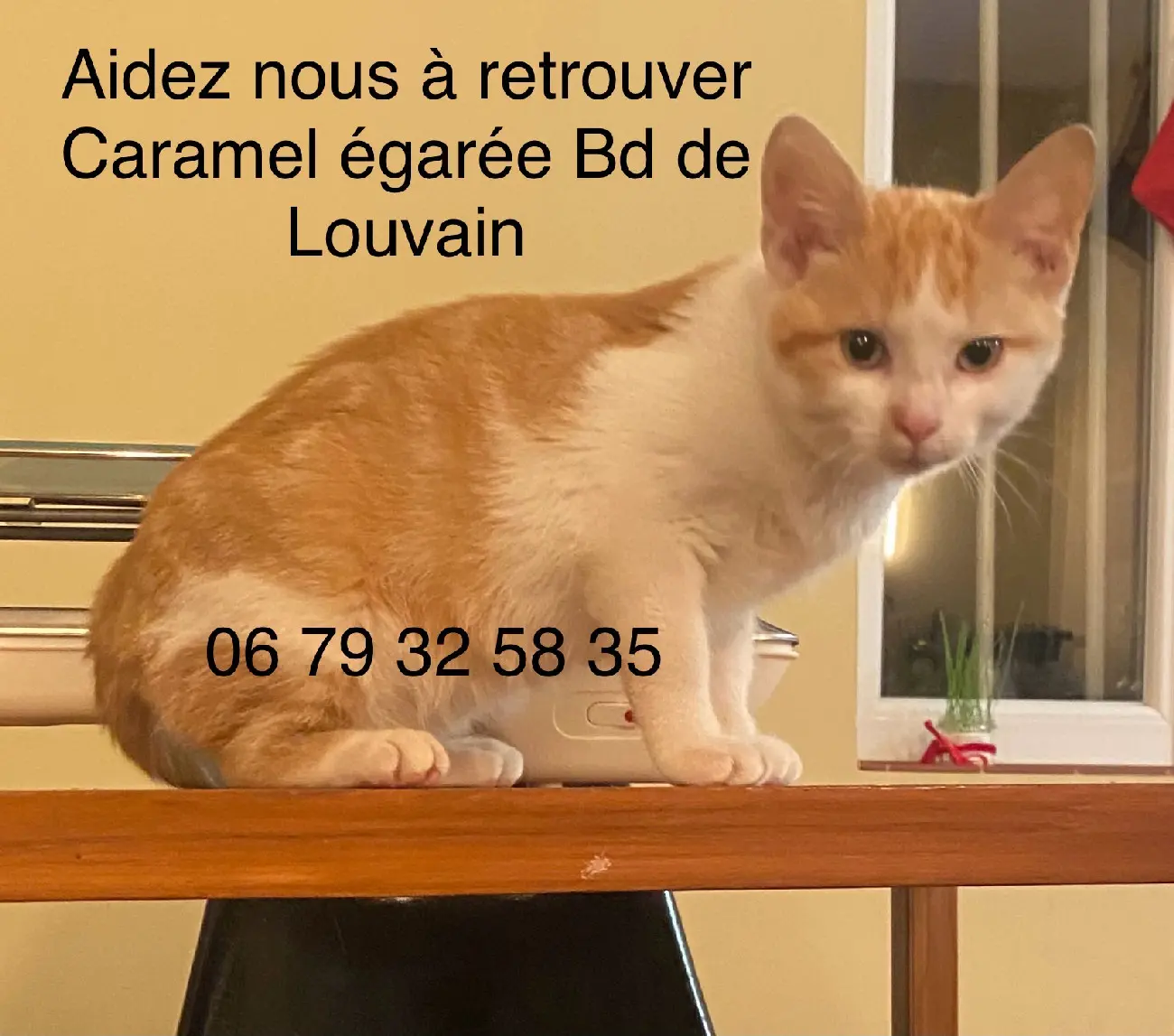Chatte Perdue 13 Bouches-du-Rhône Marseille - Caramel Chatte Perdue 13 Bouches-du-Rhône Marseille - Caramel