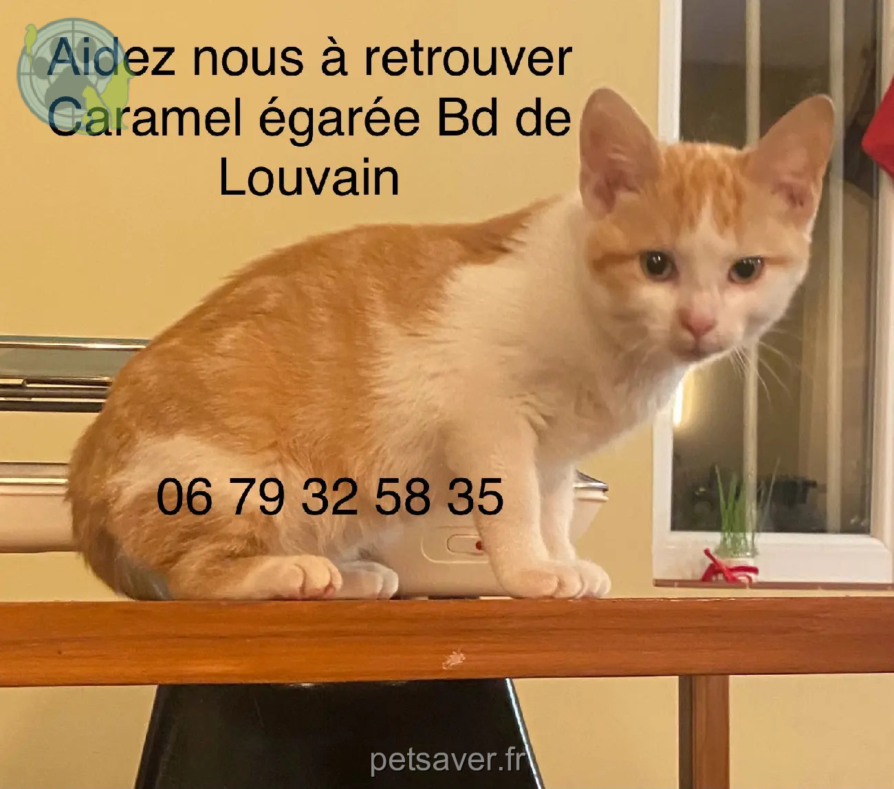 Chatte Perdue 13 Bouches-du-Rhône Marseille - Caramel Chatte Perdue 13 Bouches-du-Rhône Marseille - Caramel