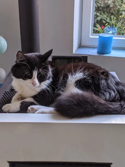 chatte reunited    Marseille Choupette